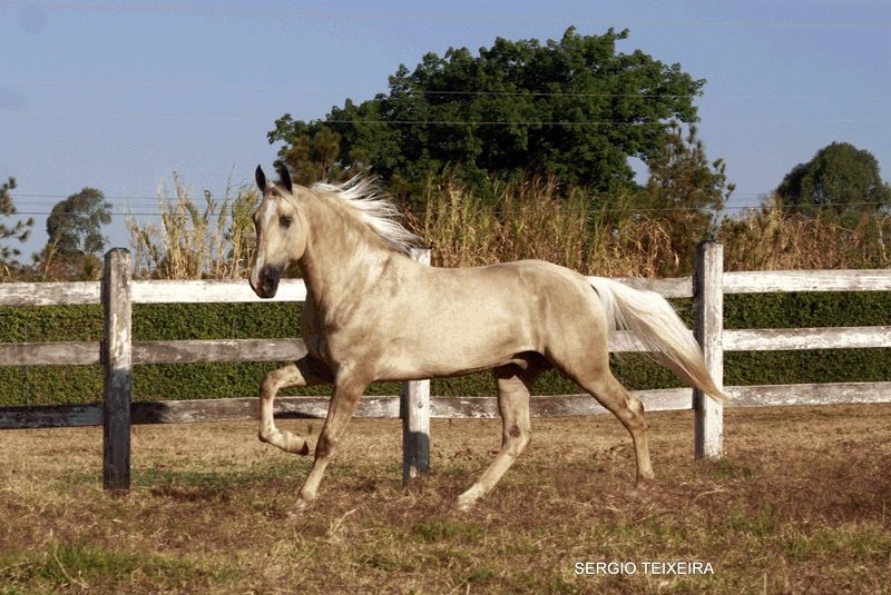 Brazilian Campolina Horses